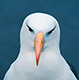 L'avatar di albatros